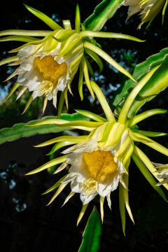 Night-blooming dragon fruit plant