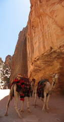 Camels in harness with saddle in front of Temple wall carved in rock of Siq canyon in Petra, Jordan