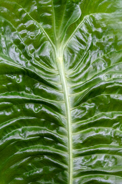 Anthurium veitchii leaf