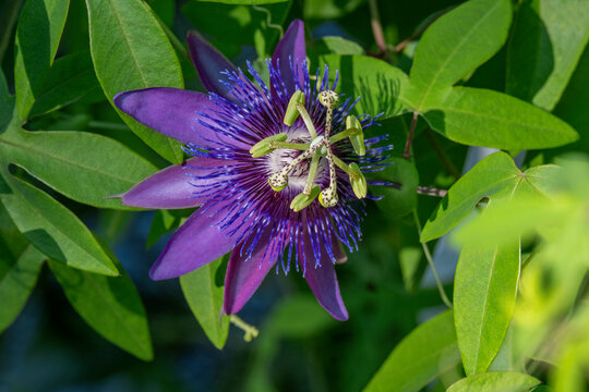 Purple Passionflower
