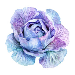 Obraz premium A vibrant, artistic depiction of a cabbage, featuring soft lavender and blue hues that create a unique floral appearance. isolated on a white background, transparent background.