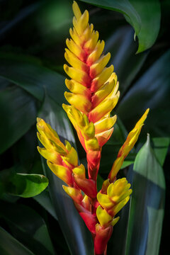 Red ginger plant blooming