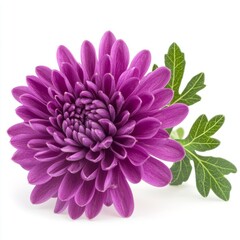 Lilac chrysanthemum flower isolated on white background