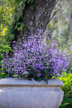 Large Spurflower