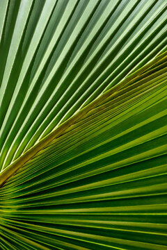 Fototapeta Detail of sabal palm foliage