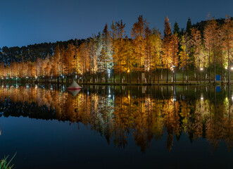 Night view of red foliage of larch by the lake in City Park
