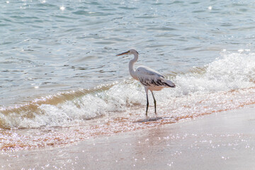 White Western Reef Heron (Egretta gularis) at Sharm el-Sheikh beach, Sinai, Egypt