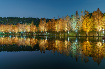 Night view of red foliage of larch by the lake in City Park