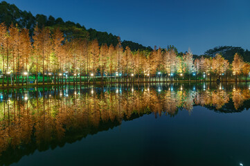 Fototapeta premium Night view of red foliage of larch by the lake in City Park