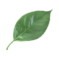 Obraz premium Green leaf isolated on transparent background