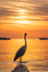 Obraz premium A heron hunting in the sea in the sunset or sunrise light