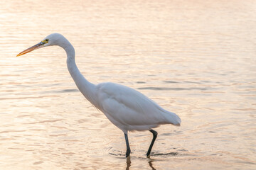 Great egret (Ardea alba), a medium-sized white heron fishing on the sea beach