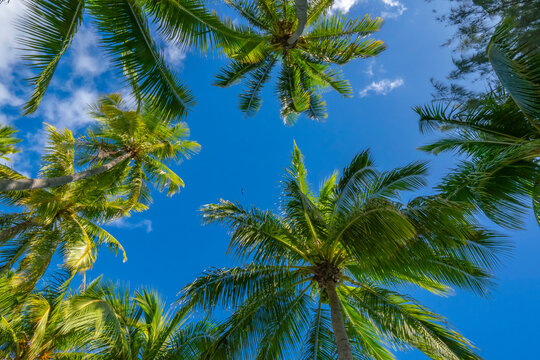 French Polynesia, Rangiroa Atoll. Looking up at palm trees and blue sky. 