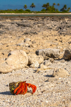 French Polynesia, Tikehau Atoll. Fossilized coral and hermit crab. 