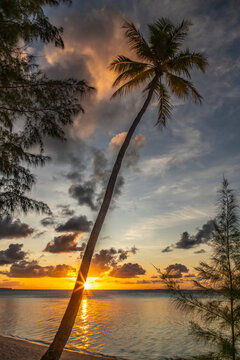 French Polynesia, Tikehau Atoll. Sunset on trees and ocean. 