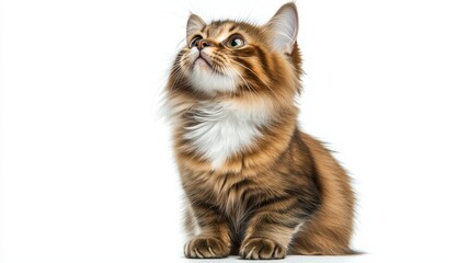Obraz premium A curious and fluffy cat gazing upwards, showcasing its beautiful fur and playful demeanor against a clean white backdrop.