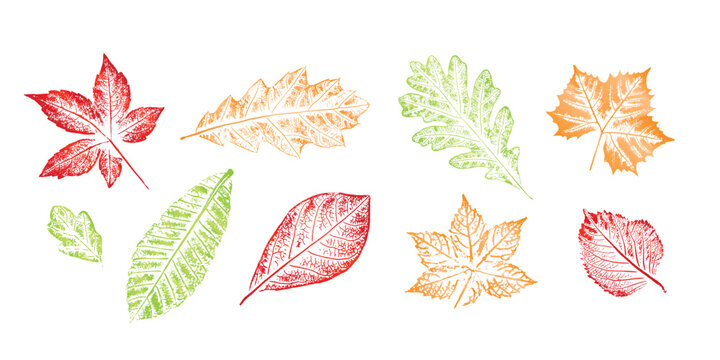 Autumn leaves assortment for the fall season. Colorful leaf set of oak leaf, maple leaf, chestnut leaf in vector outlines.