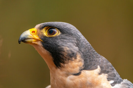 USA, Alaska, Sitka, Alaska Raptor Center. Captive peregrine falcon close-up. 