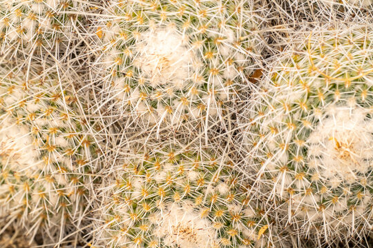 USA, Arizona. Close-up of mammillaria cacti. 