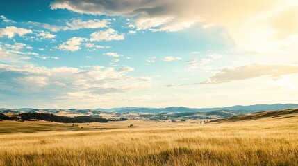 Golden Grass Field with Blue Sky and Fluffy Clouds