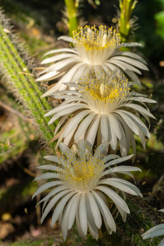 USA, Arizona, Tohono Chul. Close-up of cereus cactus blossoms. 