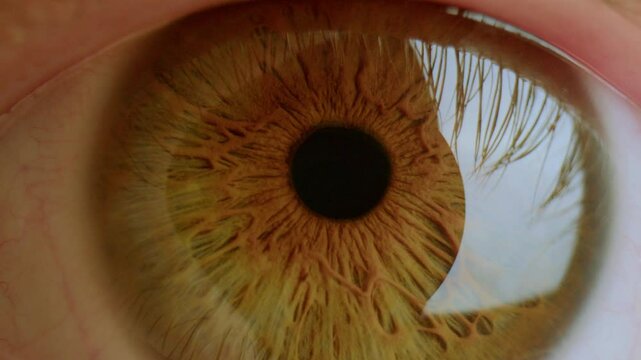 Brown eye of man looking into camera, eyelashes reflected on eyeball surface. Extreme close-up view