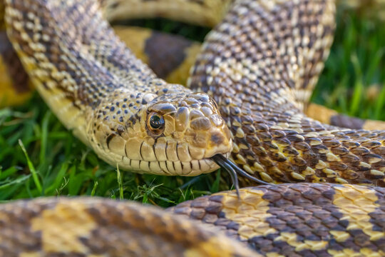 USA, Arizona. Close-up of captive gopher snake. 