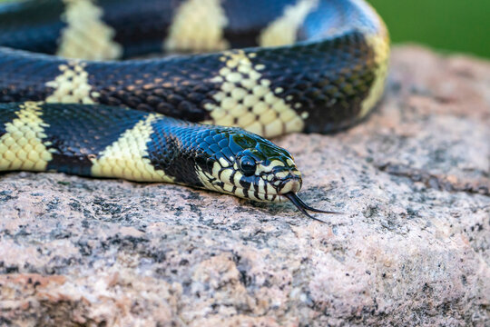 USA, Arizona. Captive California kingsnake close-up. 