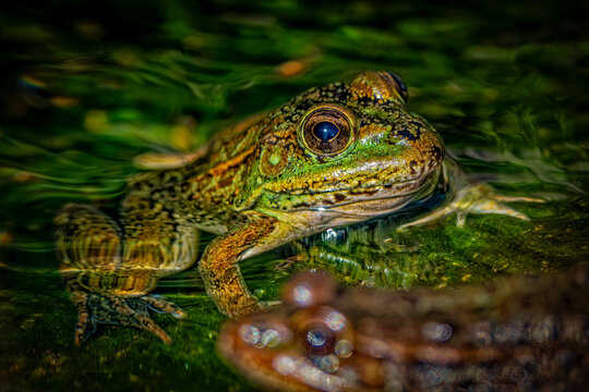 USA, Arizona, Tucson. Captive Arizona Chiricahua leopard frog in water. 