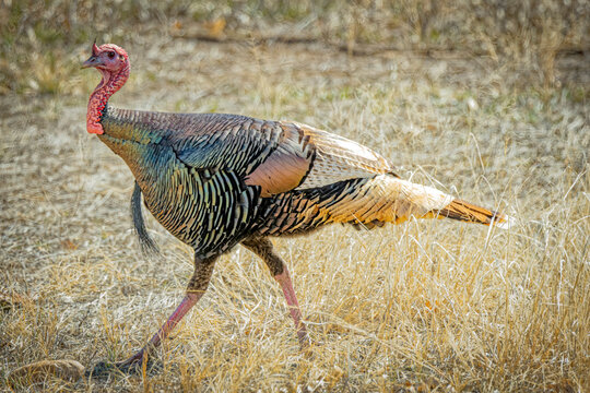 USA, Arizona, Tucson. Male Gould's turkey close-up. 