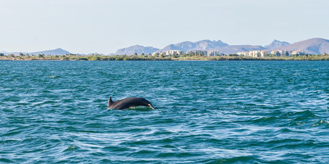 Dolphin swimming inside the bay of La Paz in Baja California Sur with the mogote and mountains in the background, nature of the sea of ​​Cortes © Victor