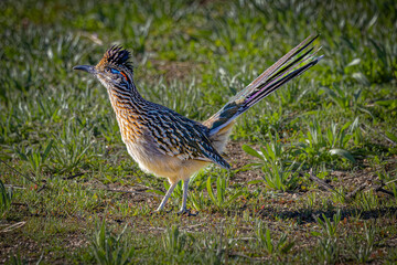 USA, Arizona, Tucson. Male greater roadrunner on ground. 