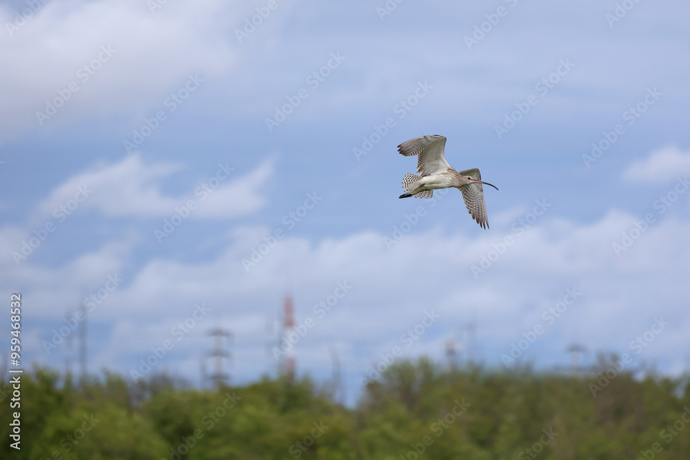 Wall mural eurasian curlew flying in the sky near mangrove forest.