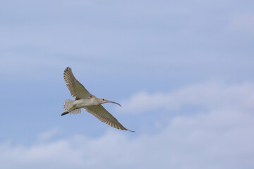 Obraz premium Eurasian Curlew flying in the sky near mangrove forest.