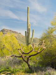 Arizona, Sonoran Desert, Tonto National Forest. Multi-armed old saguaro cactus with chain fruit cholla cactus skeleton