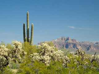 Arizona, Sonoran Desert, Tonto National Forest. Old saguaro cactus with chain fruit cholla cactus and Pass Mountain