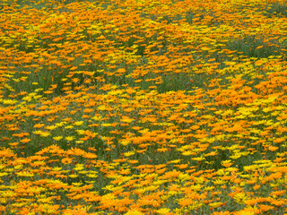 Arizona, Mesa. Field of flowering African Daisies