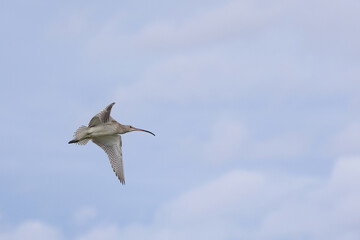 Eurasian Curlew flying in the sky near mangrove forest.