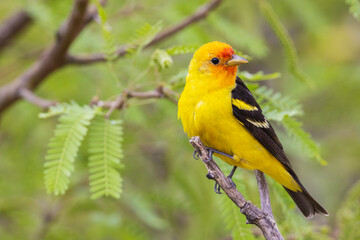 Western tanager, migration stop in Southern Arizona, USA