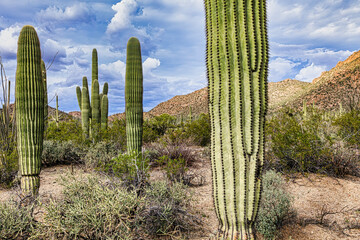 Fototapeta premium Saguaro National Park around Tucson, Arizona.
