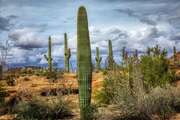Saguaro National Park around Tucson, Arizona.