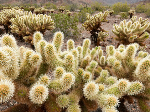 Teddy bear cholla cactus in desert near Phoenix, Arizona