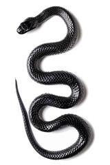 Obraz premium Snake with a black patterned body coiled on a white background
