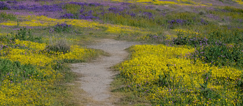 Purple and yellow wildflowers edge an enticing trail in the Carrizo Plains. The region experienced a 'super bloom' after heavy rains in early 2023.