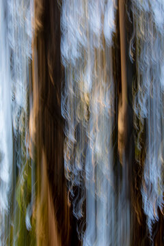 USA, California, Pacific Grove. Tree trunks of eucalyptus trees movement and interplay of light