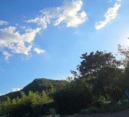 clouds over the forest