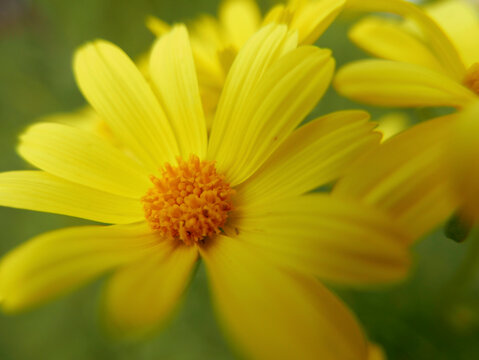 Giant coreopsis (Coreopsis gigantea), also known as Dr. Seuss plant blooming in Pt. Dune State Park, Santa Monica National Recreation Area, California