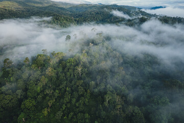 Aerial view,Morning fog and trees in the forest