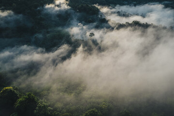 Fototapeta premium Aerial view,Morning fog and trees in the forest