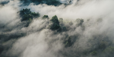 Aerial view,Morning fog and trees in the forest